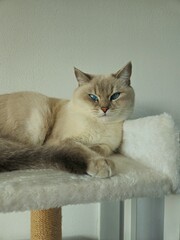 Cute cats playing on cat tower on white background isolated. Cute funny cat tree in the living  room with scratcher. Beautiful cat resting. British shorthair cat.  