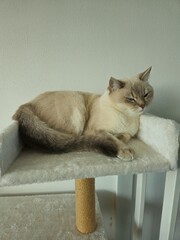 Cute cats playing on cat tower on white background isolated. Cute funny cat tree in the living  room with scratcher. Beautiful cat resting. British shorthair cat.  