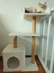 Cute cats playing on cat tower on white background isolated. Cute funny cat tree in the living  room with scratcher. Beautiful cat resting. British shorthair cat.  