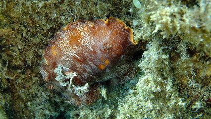 Redbrown leathery doris or redbrown nudibranch (Platydoris argo) undersea, Aegean Sea, Greece, Halkidikii, Pirgos beach