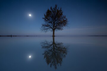 Lone Tree Under Moonlit Sky Reflected in Calm Water image nighttime