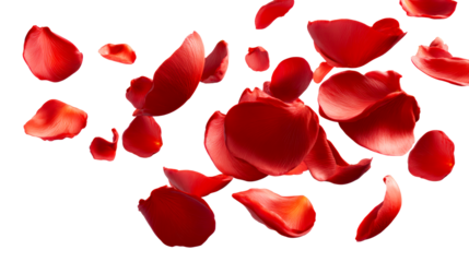 Red rose petals floating in air against white background, cut out transparent