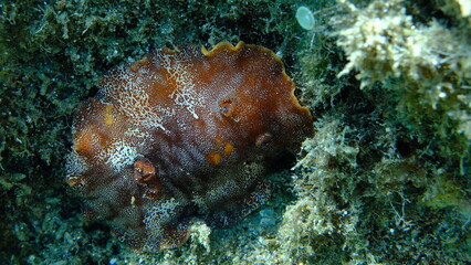 Redbrown leathery doris or redbrown nudibranch (Platydoris argo) undersea, Aegean Sea, Greece, Halkidikii, Pirgos beach