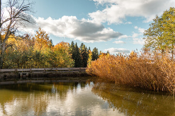 Autumn pond with reeds reflecting fall foliage and cloudy sky