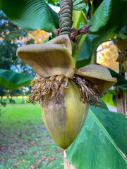 Japanische Faserbanane, Musa bajoo Banane Pflanze mit Bl&uuml;te 