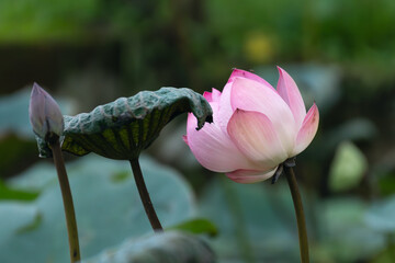Pink Lotus Flower and Bud in a Serene Natural Setting