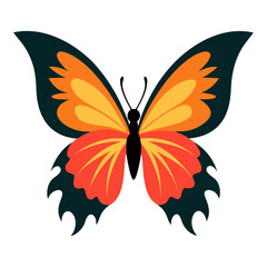 butterfly on white background