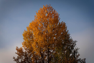 Giant golden tree during October morning hiding two crows.