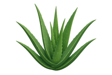 Fototapeta premium Aloe vera plant offering natural skincare and herbal medicine