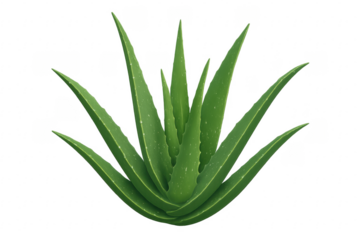 Aloe vera plant offering natural skincare and herbal medicine