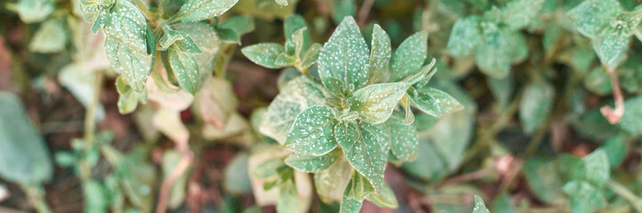 Close-up of green leafy plant with white spots in natural outdoor setting.
