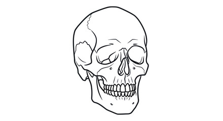Anatomical Skull Illustration: Detailed Line Art of Human Cranium.