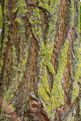 tree bark texture