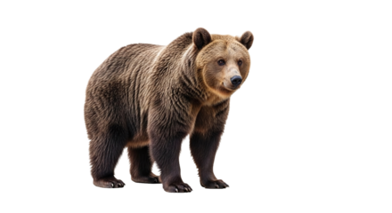 Mountain Landscape Reflected in Peaceful Lake with Golden Sunset Light