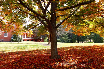 Beautiful university campus grounds in autumn