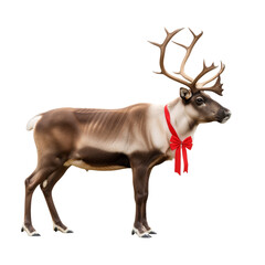 Obraz premium Reindeer with Festive Red Ribbon – Noble, Graceful, and Full of Holiday Spirit