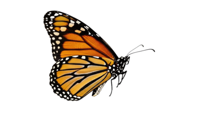 Monarch butterfly with orange, black, and white wings in side view, delicate insect isolated on transparent background