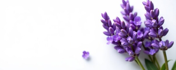 Obraz premium Vibrant lavender bouquet, pristine white backdrop , floral, decoration, event