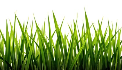 Fototapeta premium Vibrant Green Grass Isolated on White Background Nature Photography Minimalist Style Fresh Aesthetic