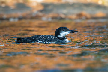 Common Loon Chick swimming in golden water