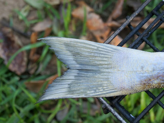 Tail of raw shad, elf or tailor fish - Pomatomus saltatrix - cleaned and on a grid ready to be barbaqued on a fire