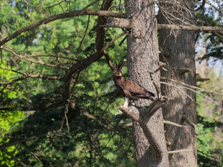 Side profile of a black long-crested eagle - Lophaetus occipitalis - sitting on a tree branch in the wild