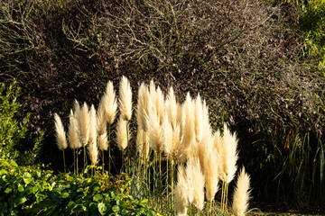 Pampas grass in natural sunlight