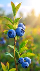 Close-up of a blueberry plant with ripe berries, captured in bright sunlight
