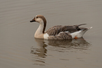 Domestic Goose Gliding Peacefully on Water