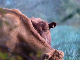 Curious Brown Calf Peeking Over Mother Cow's Back in Cold Blue-Green Pasture