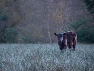 Dark Brown Calf Standing Alone in Moody Blue-Green Pasture with Forest Background