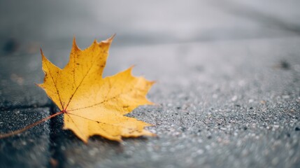Close-up of a striking yellow maple leaf resting on urban pavement.