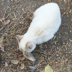 Fototapeta premium White cat eating fish in outdoor natural setting with brown earthy background.