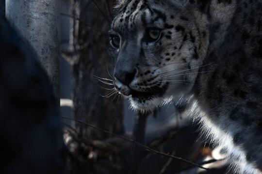 dark portrait of a female snow leopards face up close