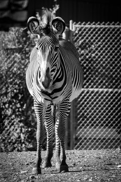 black and white portrait of a zebra standing looking at the camera