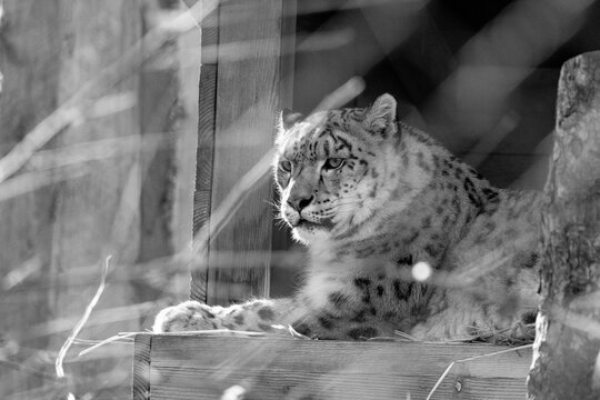 black and white portrait of a female snow leopard laying down