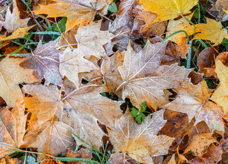 Colorful fallen autumn leaves with frost. Freezing conditions. Autumn. Selective focus