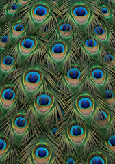 Stunning Close-Up of a Peacock's Feathers Green, Blue, and Brown Patterns, Decorative Natural Texture.
