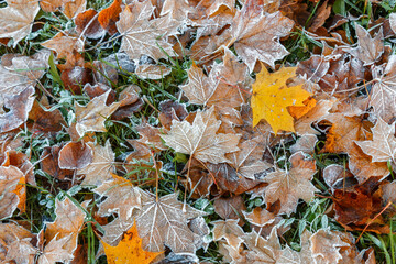 Colorful fallen autumn leaves with frost. Freezing conditions. Autumn. Selective focus