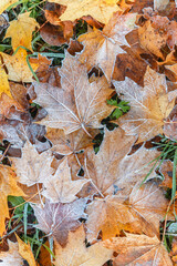 Colorful fallen autumn leaves with frost. Freezing conditions. Autumn. Selective focus