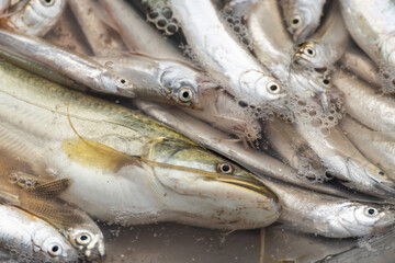 Freshly Caught Small Fish and a Larger Catfish in Water