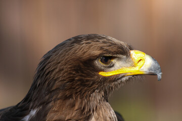 Adler