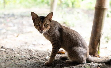 A curious tabby cat sitting outdoors in a shaded natural setting