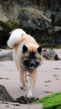 Fawn Eurasier walking toward camera, white beach, NC500 Scotland, vertical video