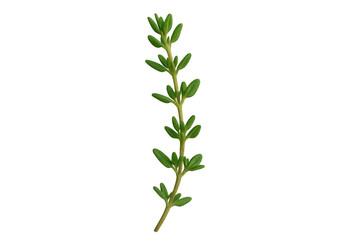 Obraz premium Fresh green thyme herb sprig on transparent background