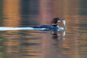 Common Loon swimming in fall colour reflection with fish
