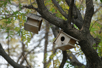 Human-made wooden bird nests in trees in autumn colors.