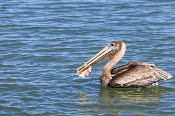 Brown Pelicans swimming and fishing at Vilano Beach fishing pier in St. Augustine Florida.