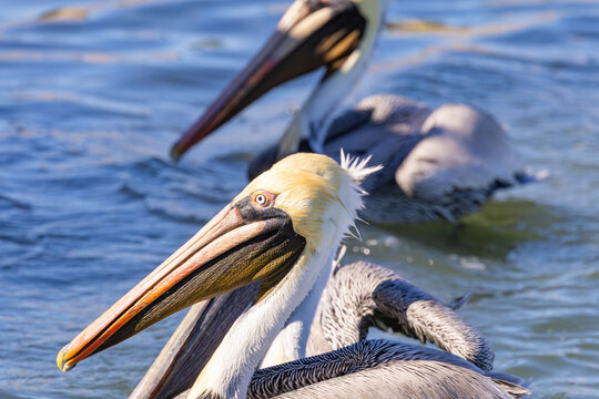 Brown Pelicans swimming and fishing at Vilano Beach fishing pier in St. Augustine Florida.