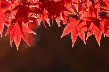 赤く色づいたカエデの葉のクローズアップ